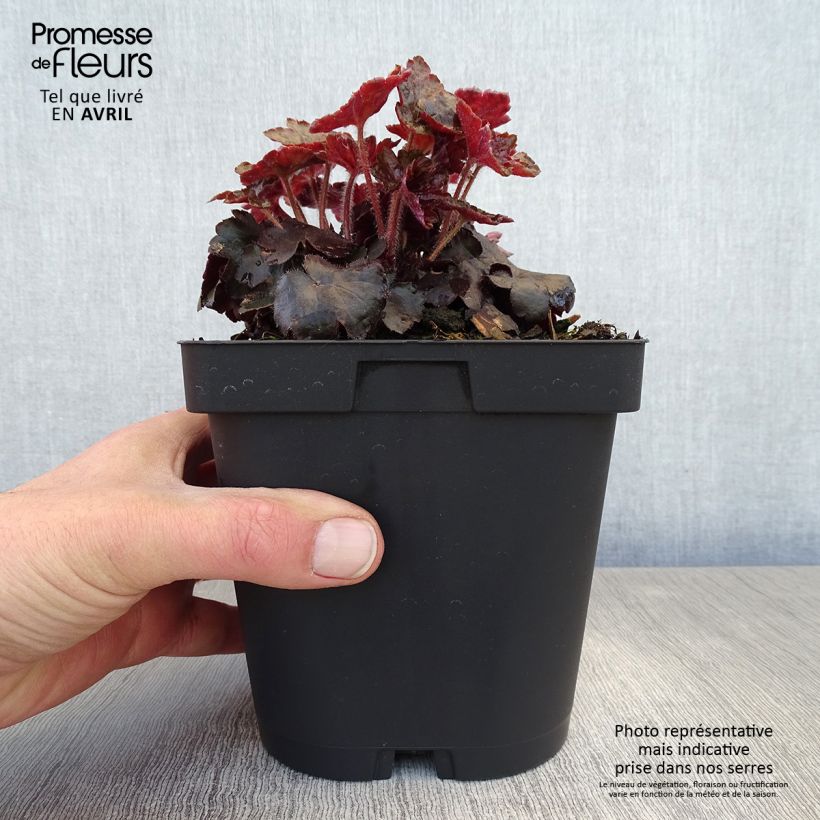 Example of Heuchère - Heuchera Blackout Pot de 2L/3L as you get in printemps