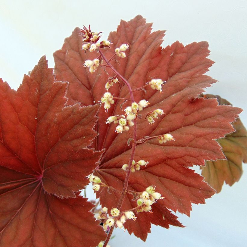 Heuchère - Heuchera Bronze Beauty (Flowering)