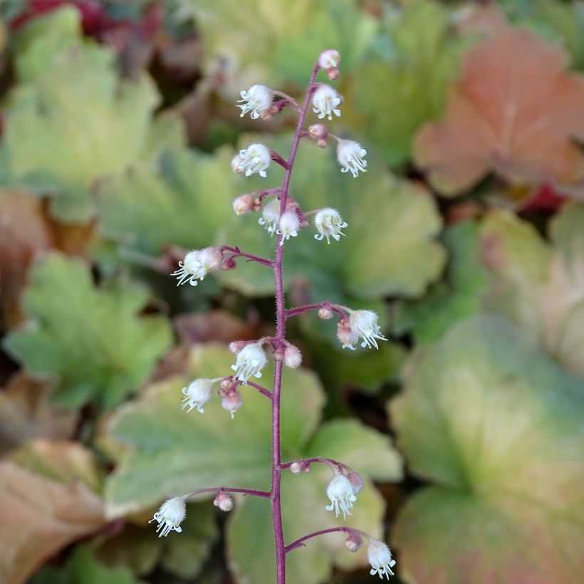 Heuchère - Heuchera Caramel (Flowering)