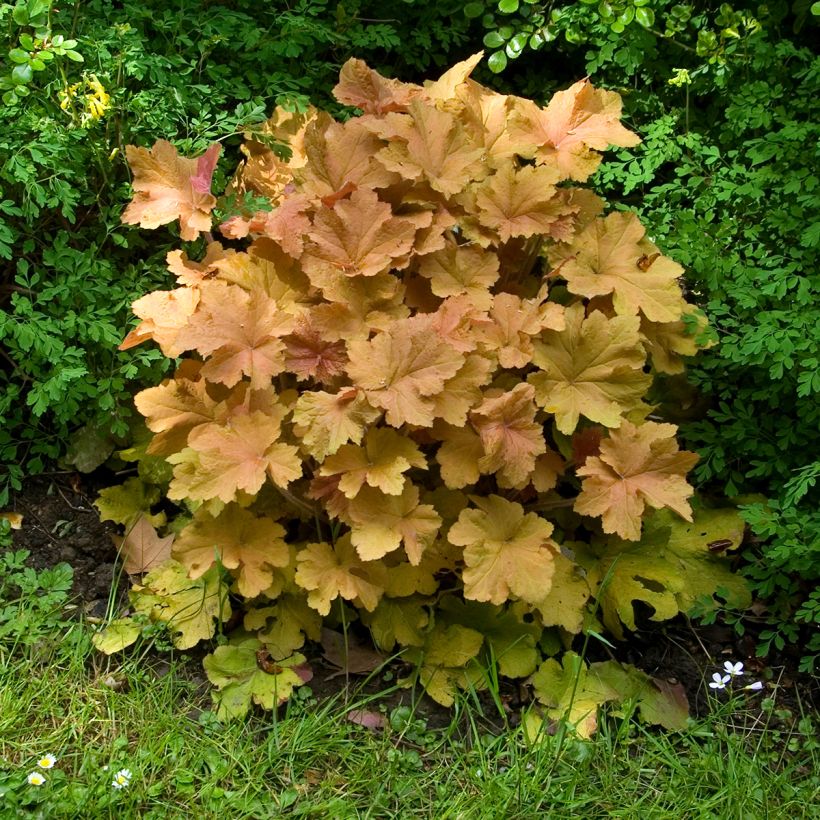 Heuchère - Heuchera Caramel (Plant habit)