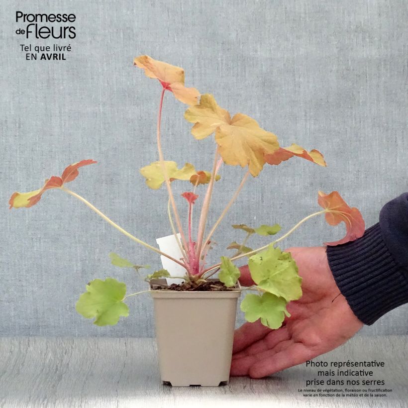 Example of Heuchère - Heuchera Caramel Godet de 8/9 cm as you get in printemps