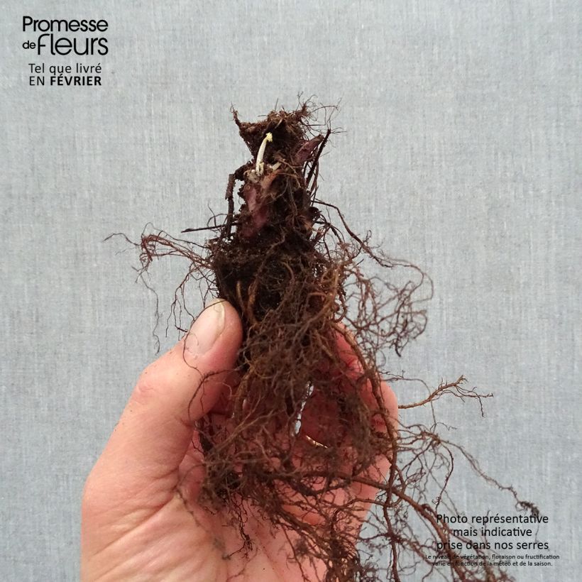 Example of Heuchère - Heuchera Caramel Racines nues, Qualité premium as you get in hiver