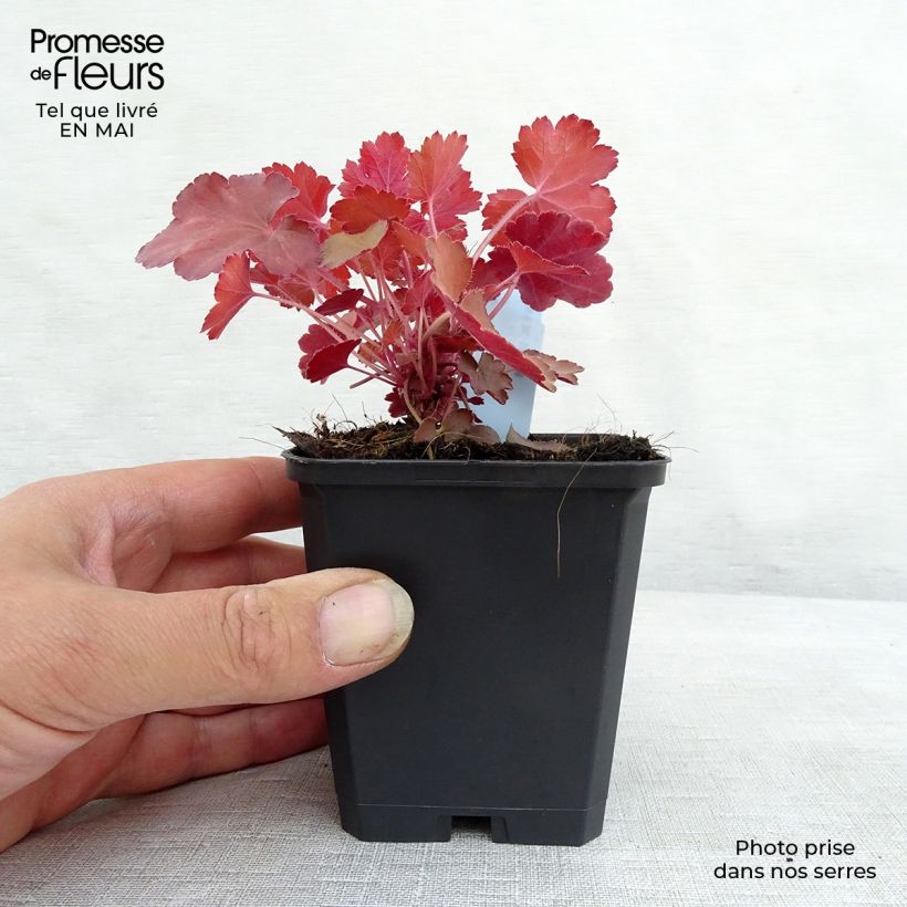 Example of Heuchère - Heuchera Cherry Cola Godet de 8/9 cm as you get in printemps