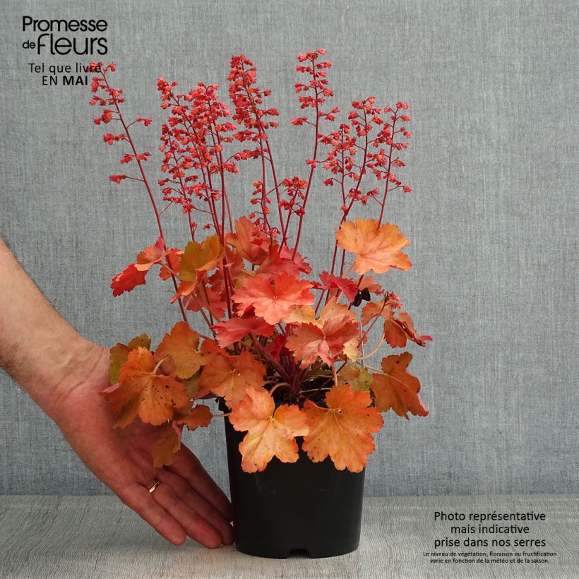 Example of Heuchère - Heuchera Cherry Cola Pot de 1,5L/2L as you get in printemps