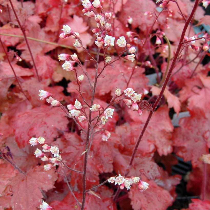 Heuchère - Heuchera Fire Chief (Flowering)