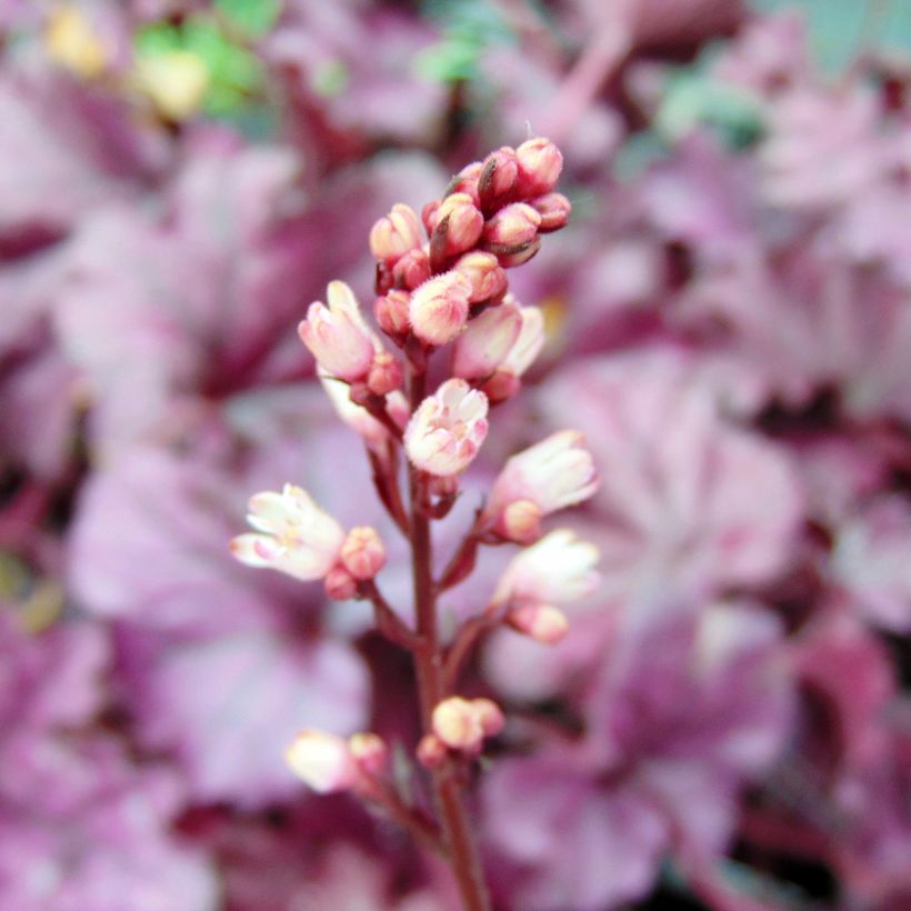 Heuchere - Heuchera Forever Purple (Flowering)