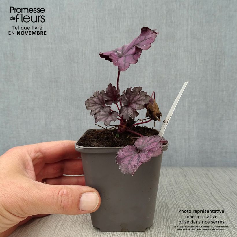 Spécimen de Heuchère - Heuchera Forever Purple Godet de 8/9 cm tel que livré en automne