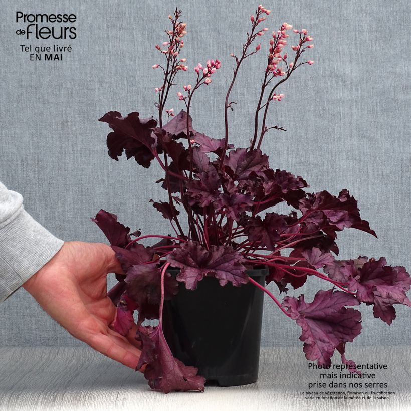 Example of Heuchere - Heuchera Forever Purple Pot de 1,5L/2L as you get in printemps