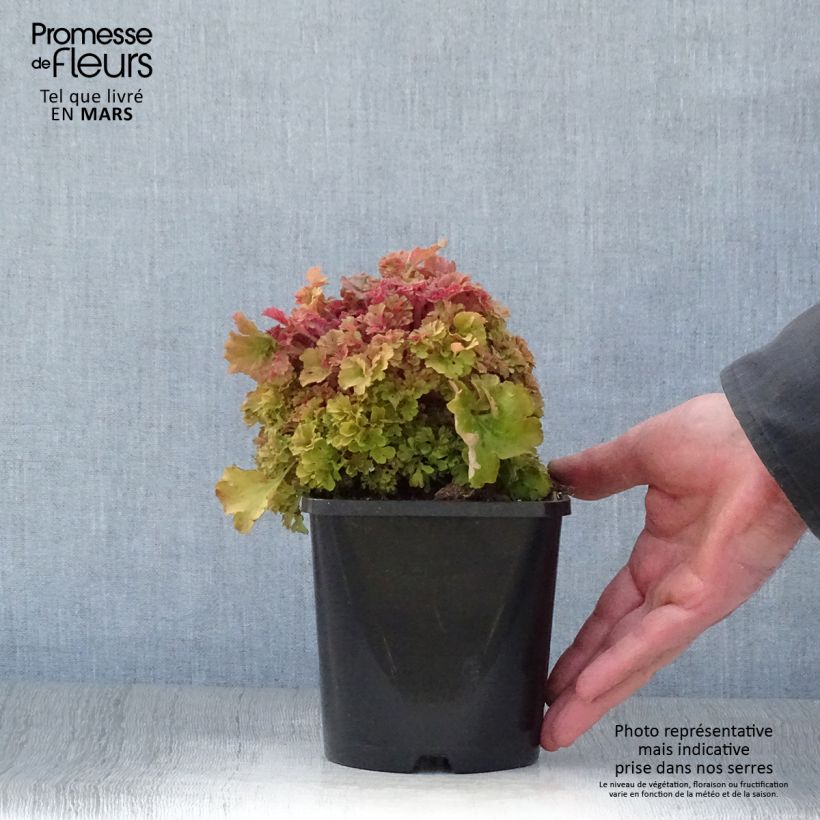 Spécimen de Heuchère - Heuchera Frilly Pot de 1,5L/2L tel que livré au printemps
