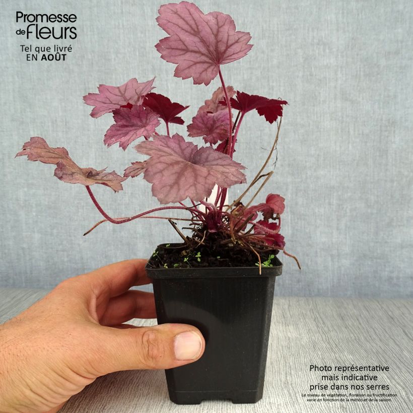 Spécimen de Heuchère - Heuchera Georgia Plum Godet de 8/9 cm tel que livré en été