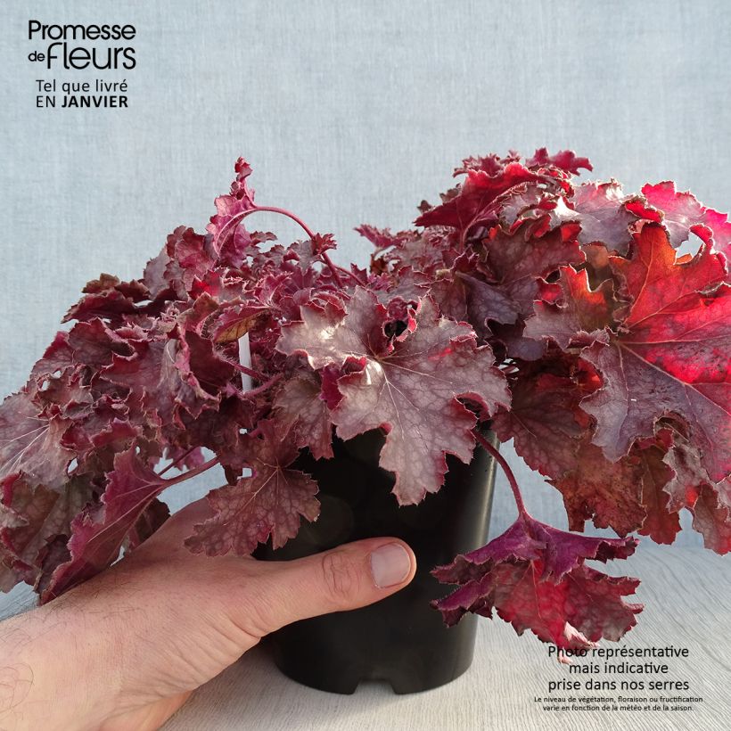 Example of Heuchère - Heuchera Ginger Peach Pot de 1L/1,5L as you get in hiver