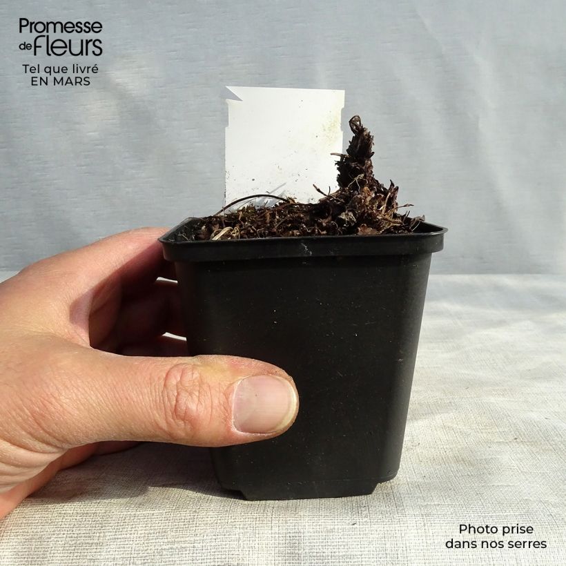 Example of Heuchere - Heuchera Green Ivory Godet de 8/9 cm as you get in printemps