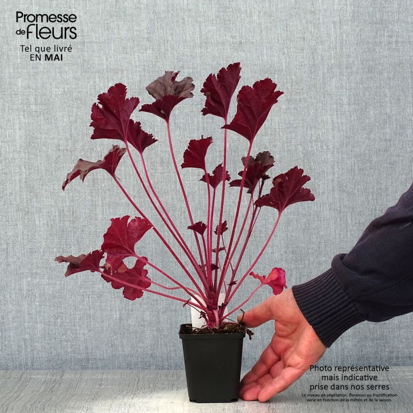 Example of Heuchère - Heuchera L. Dark Secret Godet de 8/9 cm as you get in printemps