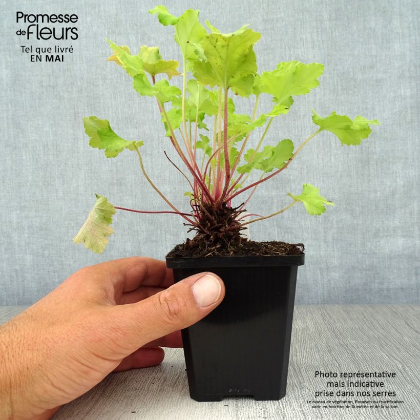 Example of Heuchère - Heuchera Lime Marmalade Godet de 8/9 cm as you get in printemps