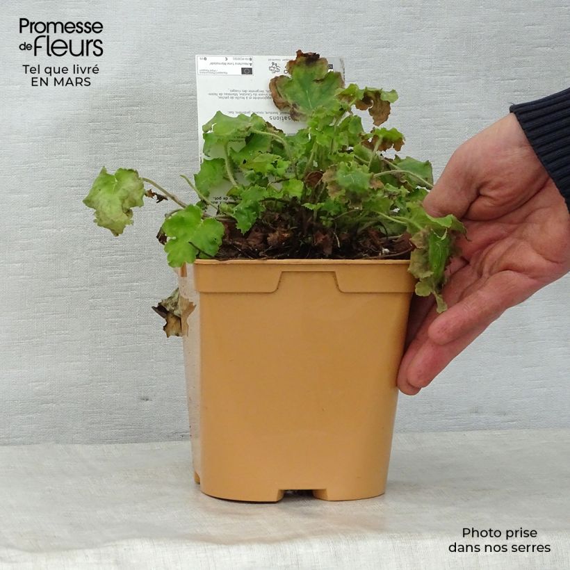Example of Heuchère - Heuchera Lime Marmalade Pot de 2L/3L as you get in printemps