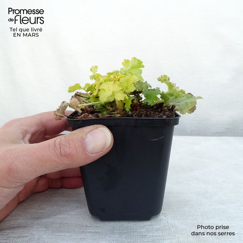 Example of Heuchère - Heuchera Lime Rickey Godet de 8/9 cm as you get in printemps