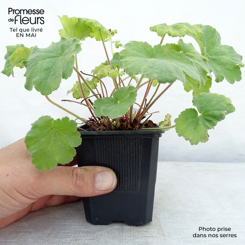 Example of Heuchère - Heuchera Little Cutie Blondie in Lime Godet de 8/9 cm as you get in printemps