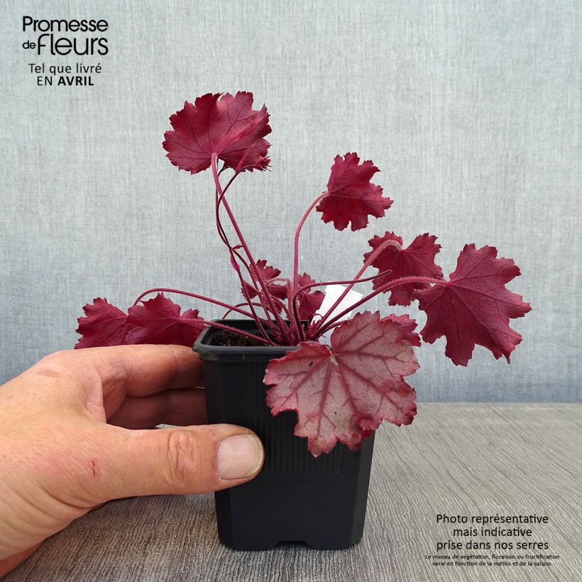 Example of Heuchère - Heuchera Little Cuties Sugar Berry Godet de 8/9 cm as you get in printemps