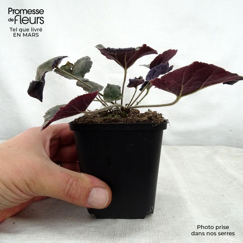 Example of Heuchère - Heuchera Magnum Godet de 8/9 cm as you get in printemps