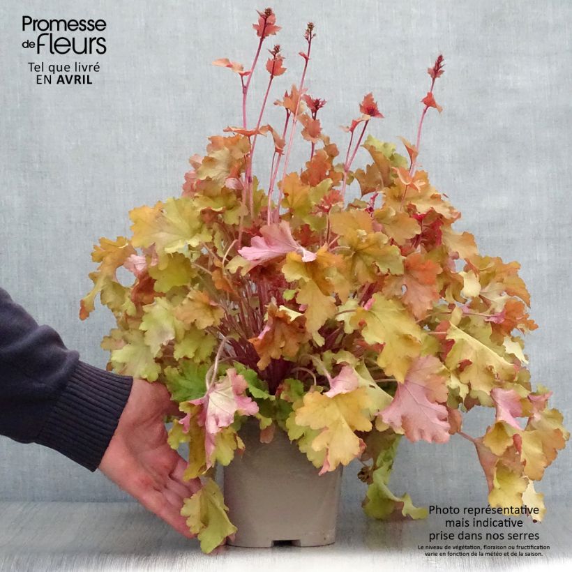 Example of Heuchère - Heuchera Marmelade Pot de 2L/3L as you get in printemps