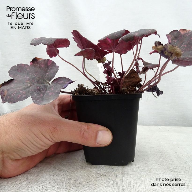 Example of Heuchère - Heuchera Midnight Rose Godet de 8/9 cm as you get in printemps