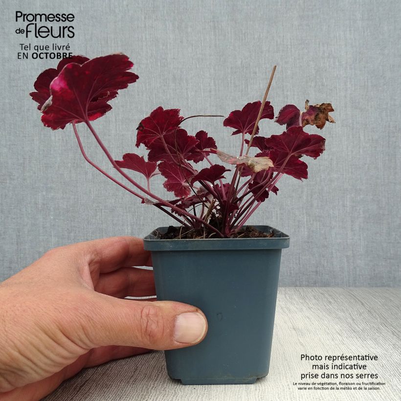 Spécimen de Heuchère - Heuchera Midnight Rose Godet de 8/9 cm tel que livré en automne