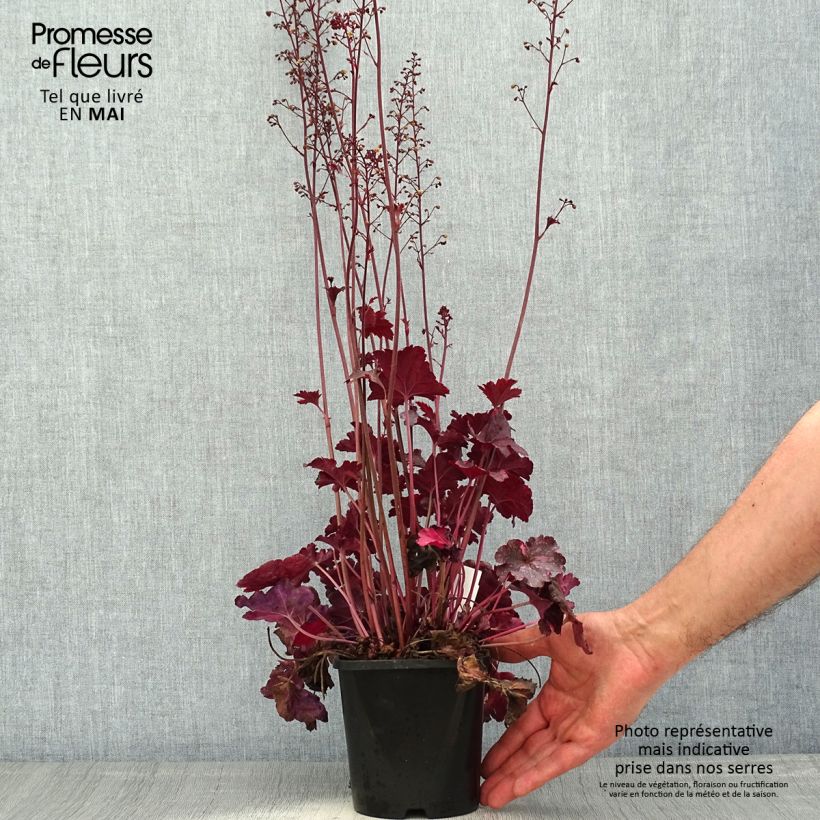 Example of Heuchère - Heuchera Midnight Rose Pot de 1,5L/2L as you get in printemps
