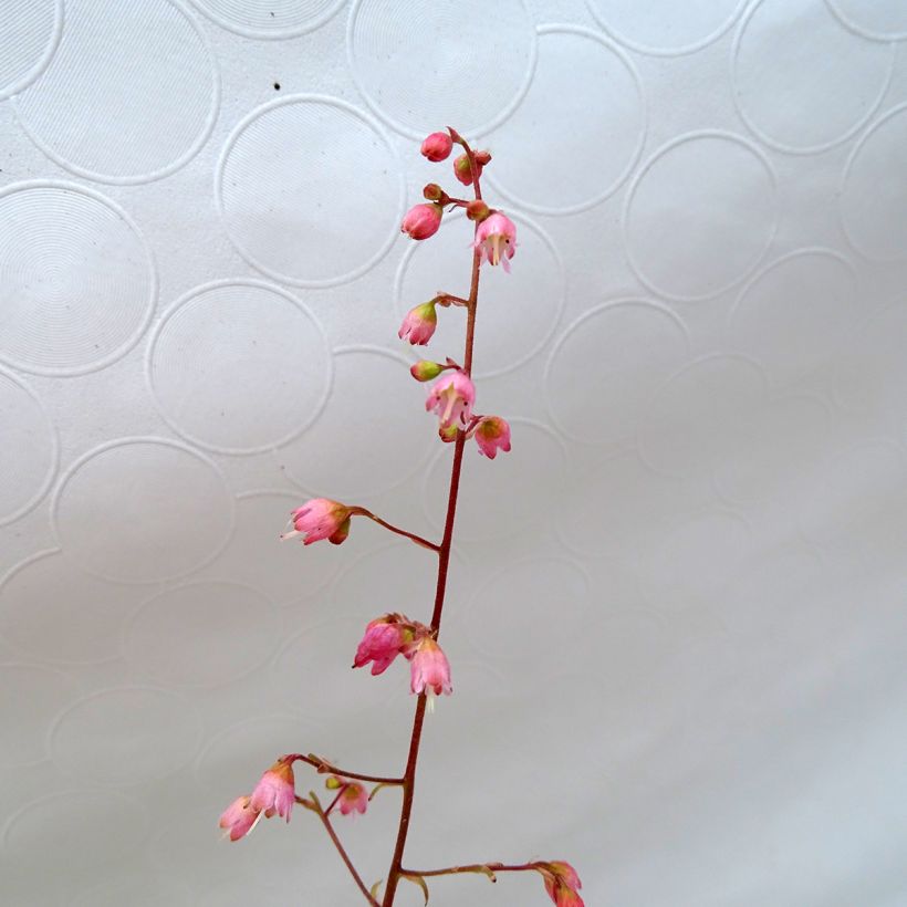 Heuchère -  Heuchera Miracle (Flowering)