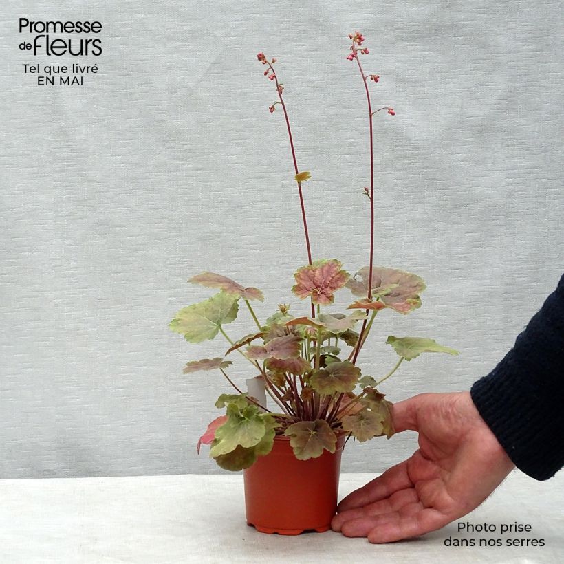 Example of Heuchère -  Heuchera Miracle Godet de 8/9 cm as you get in printemps