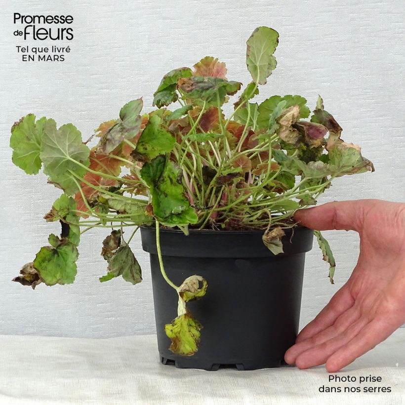 Example of Heuchère -  Heuchera Miracle Pot de 2L/3L as you get in printemps