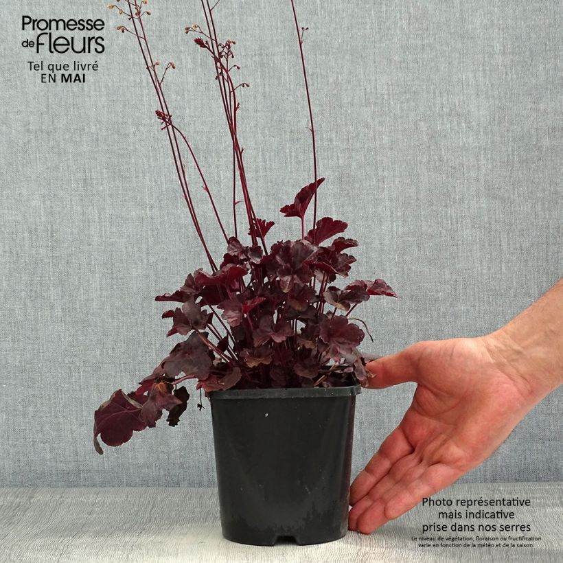 Example of Heuchère, Heuchera Obsidian Pot de 1,5L/2L as you get in printemps