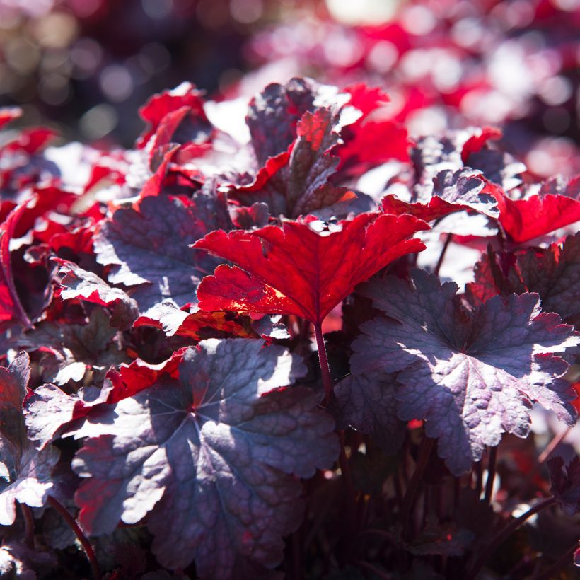 Heuchère, Heuchera Obsidian (Foliage)