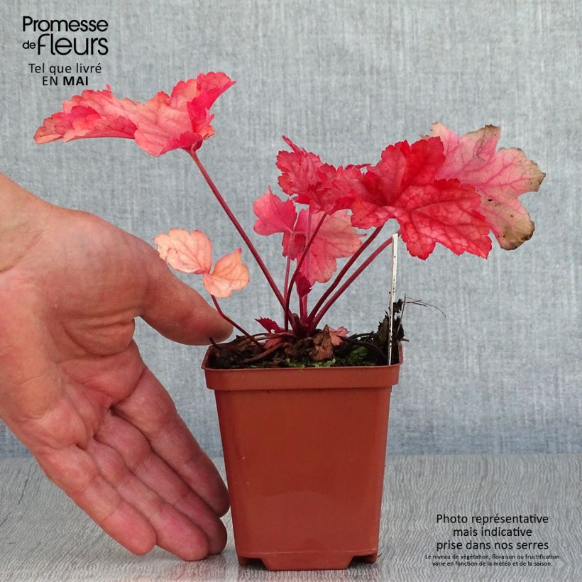 Example of Heuchère - Heuchera Paprika Godet de 8/9 cm as you get in printemps