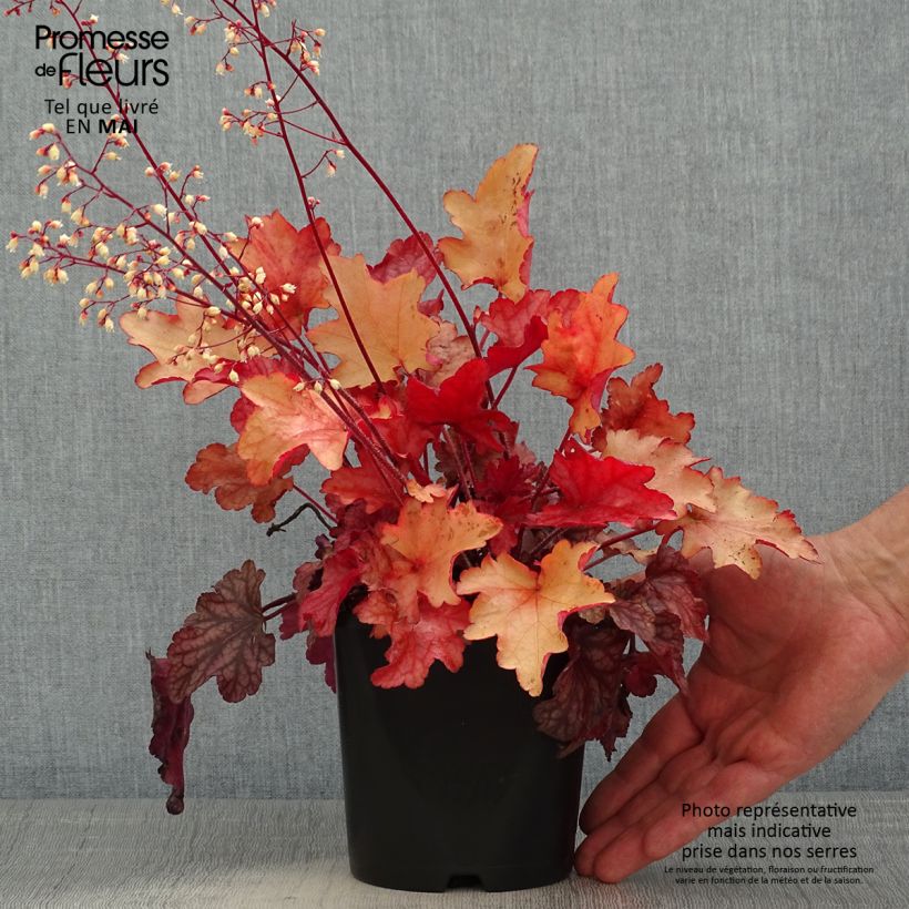 Spécimen de Heuchère - Heuchera Peach flambé Pot de 1,5L/2L tel que livré au printemps
