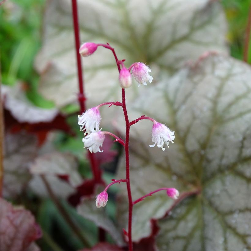 Heuchère - Heuchera Pinot Gris (Flowering)