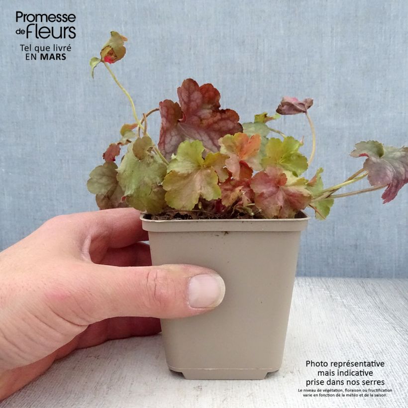 Example of Heuchère - Heuchera Pinot Gris Godet de 8/9 cm as you get in printemps