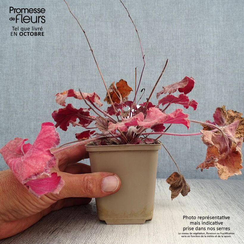 Spécimen de Heuchère - Heuchera Pinot Noir Godet de 8/9 cm tel que livré en automne