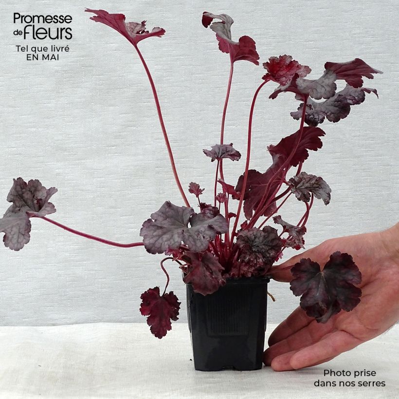 Example of Heuchère, Heuchera Plum Pudding Godet de 8/9 cm as you get in printemps