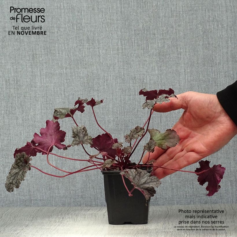 Spécimen de Heuchère - Heuchera Plum Pudding Godet de 8/9 cm tel que livré en automne