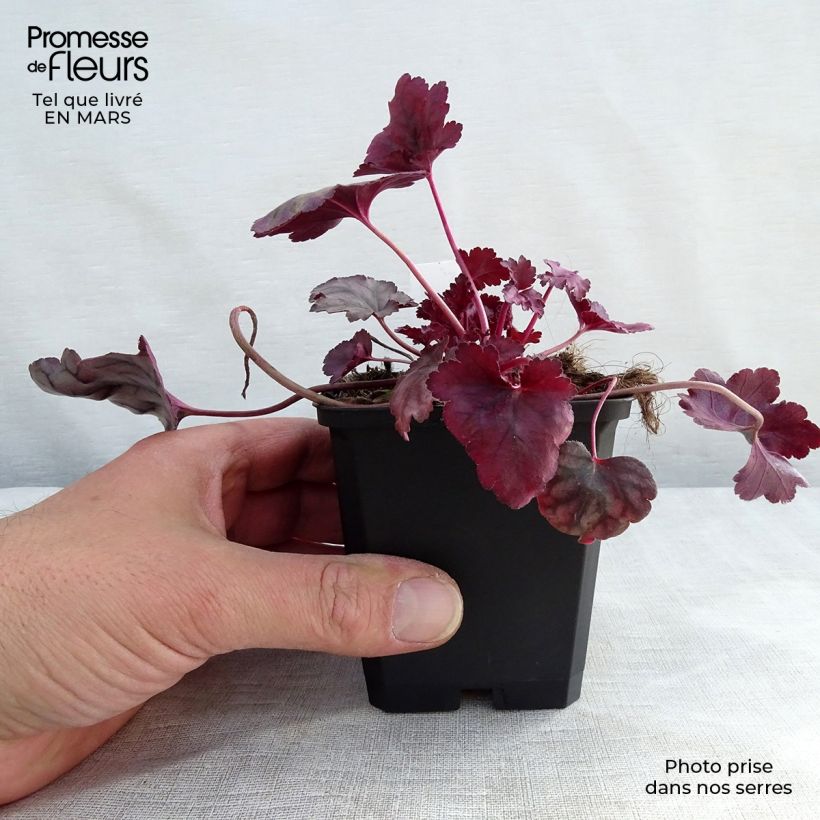 Example of Heuchère - Heuchera Plum Royale Godet de 8/9 cm as you get in printemps