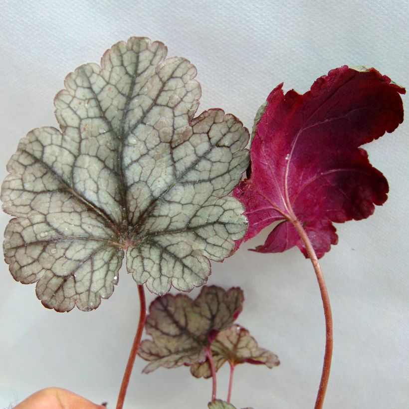 Heuchère - Heuchera Prince of Silver (Foliage)