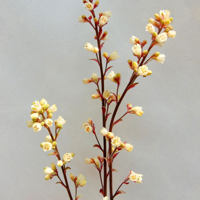 Heuchère - Heuchera Prince of Silver (Flowering)