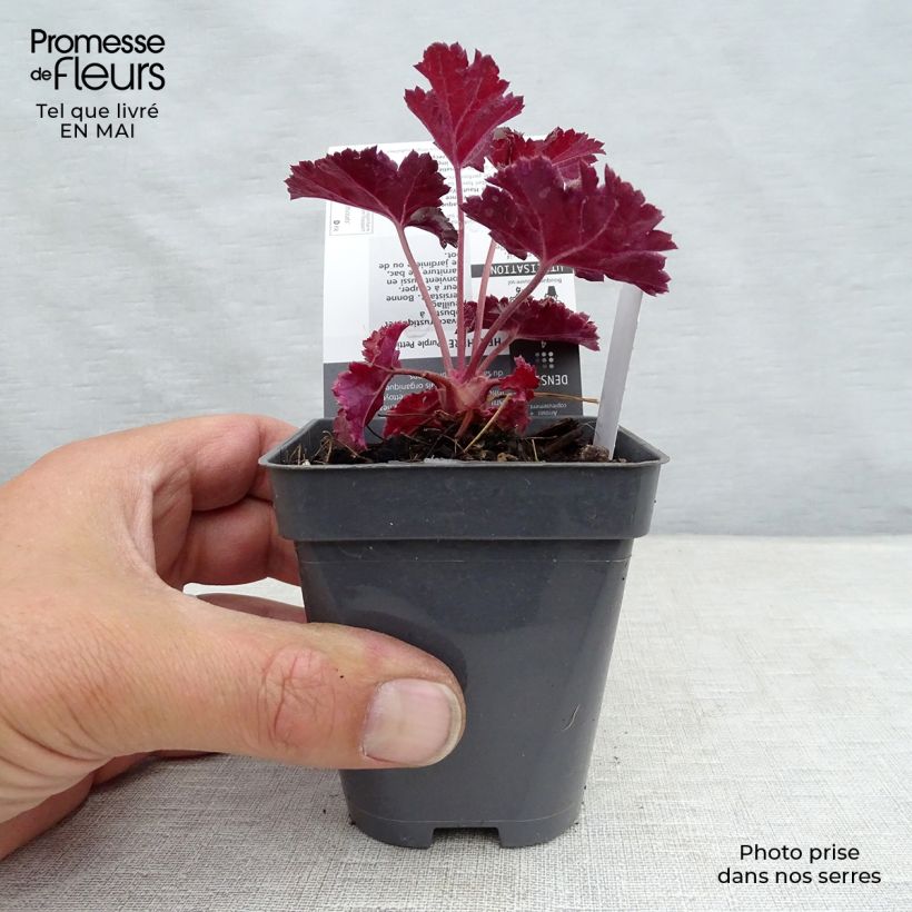 Example of Heuchère - Heuchera Purple Petticoats Godet de 8/9 cm as you get in printemps
