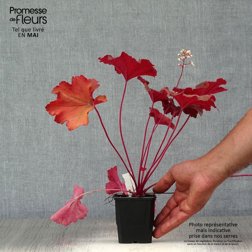 Example of Heuchère - Heuchera Rio® Godet de 7/8 cm as you get in printemps