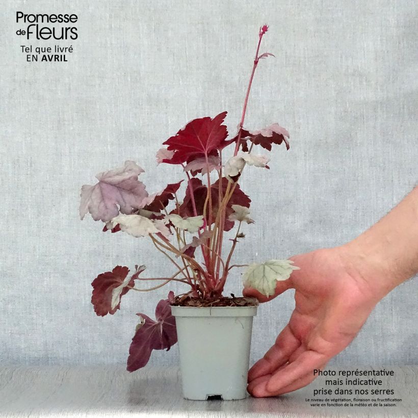 Example of Heuchère - Heuchera Silver Gumdrop Godet de 8/9 cm as you get in printemps