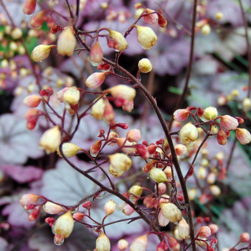 Heuchère - Heuchera Sugar Plum (Flowering)