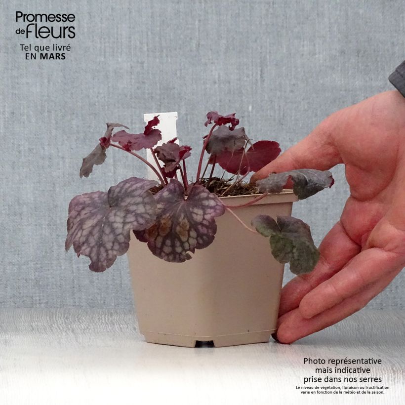 Example of Heuchère - Heuchera Velvet Night Godet de 8/9 cm as you get in printemps
