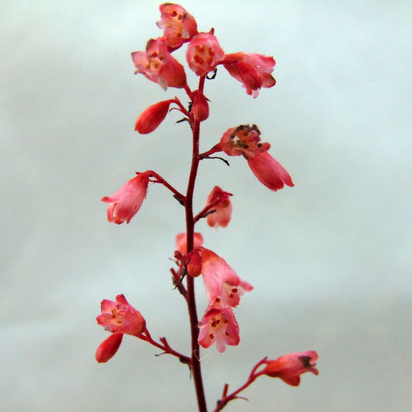 Heuchère - Heuchera Vienna (Flowering)