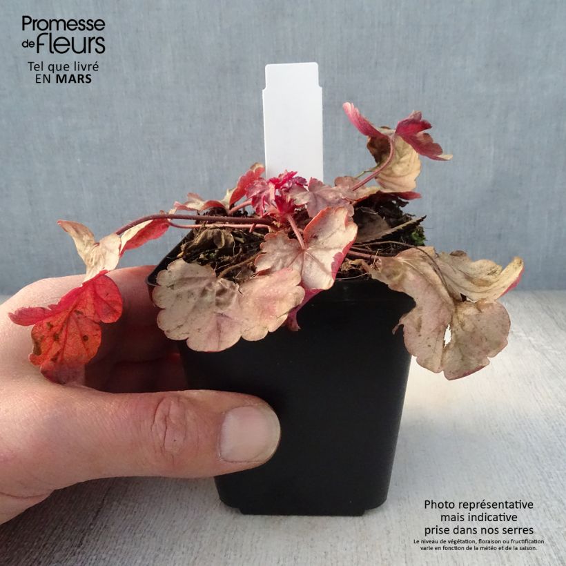 Example of Heuchère - Heuchera Vienna Godet de 8/9 cm as you get in printemps