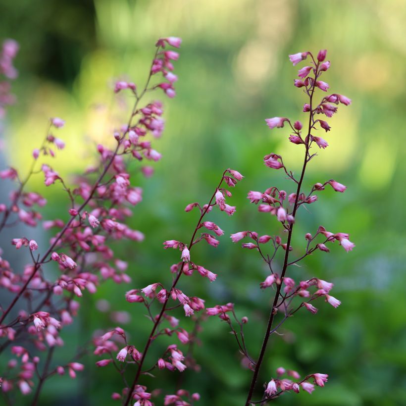 Heuchère - Heuchera Wild Rose (Flowering)